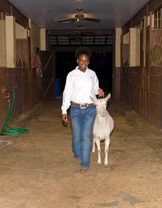 A young female wearing a white polo shirt, jeans, and studded leather belt walks a white goat through a barn.