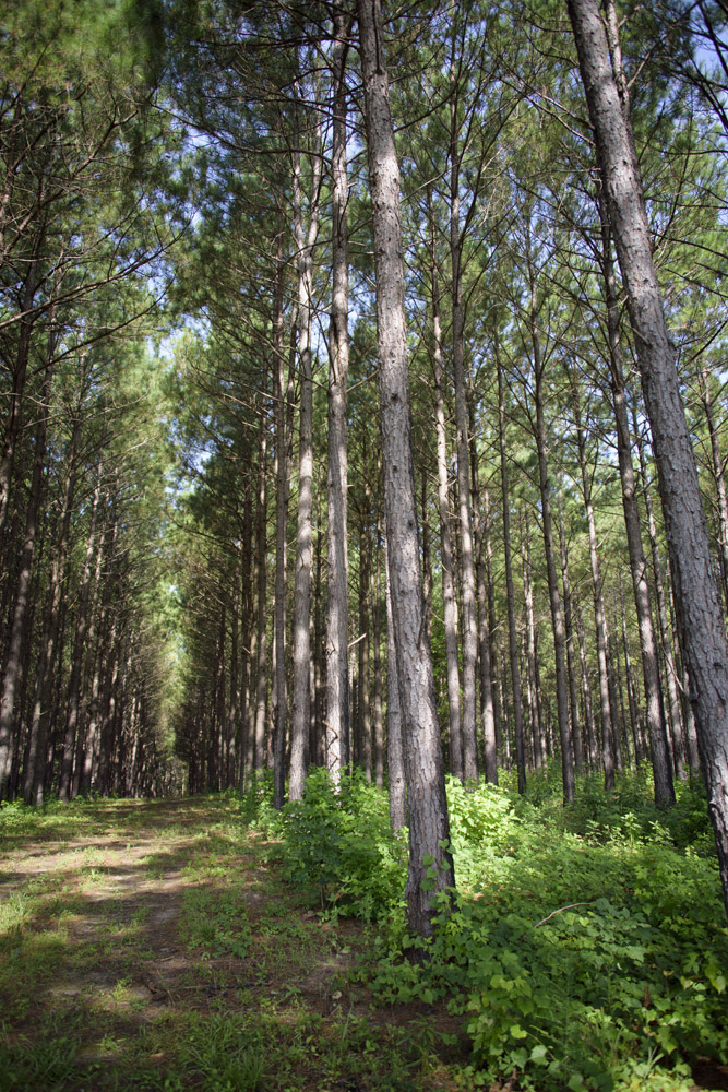 Pines stretch to the sky