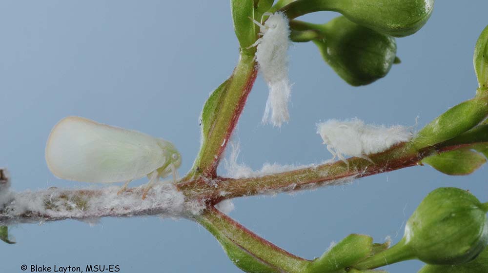 A Flatid Planthopper on a woody ornamental plant.