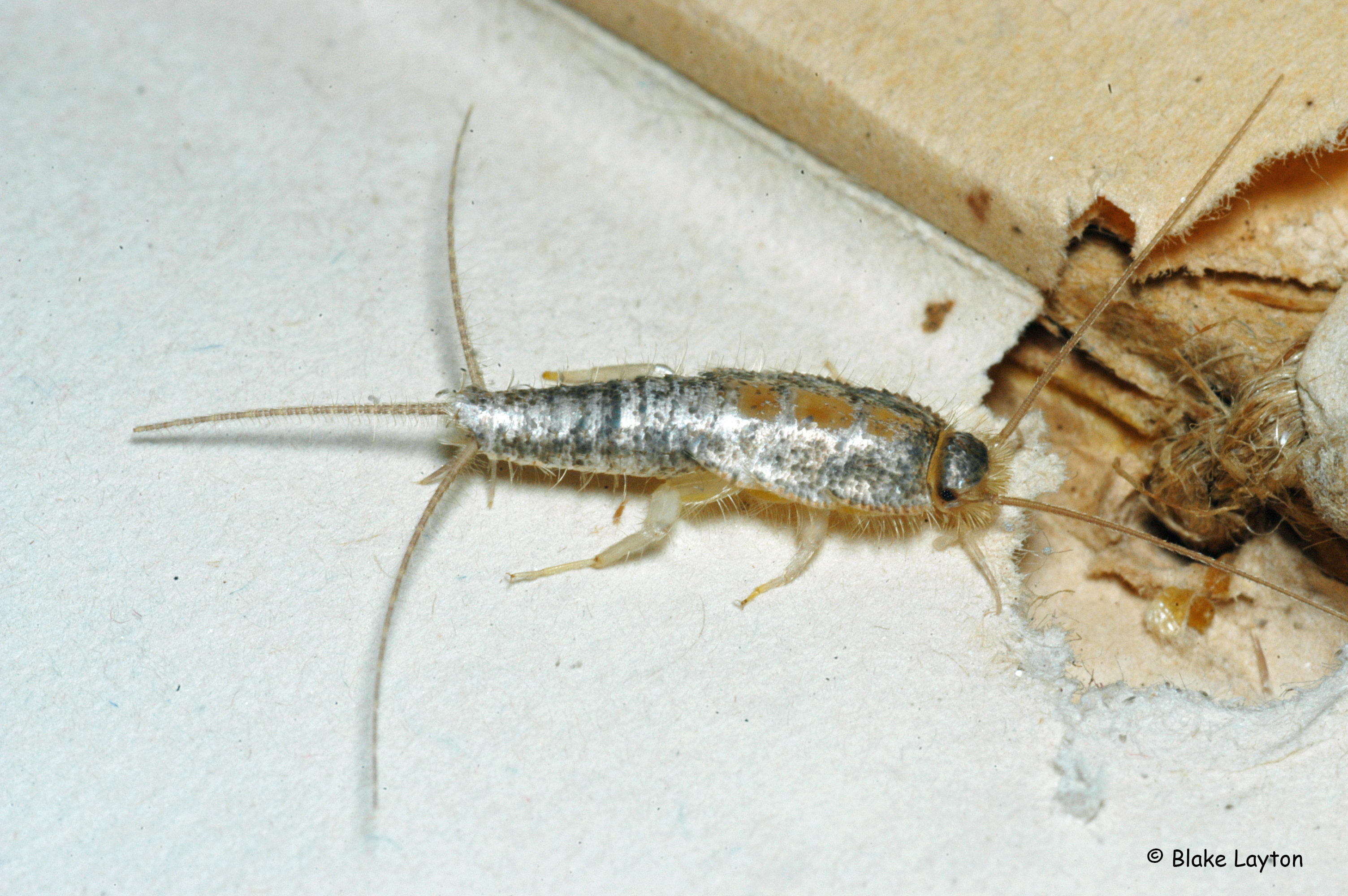 silverfish.