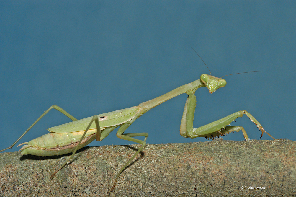 Green praying mantis.