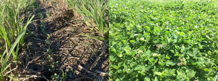 Close-up of row of grass on the left. Close up of leafy green plant on right.