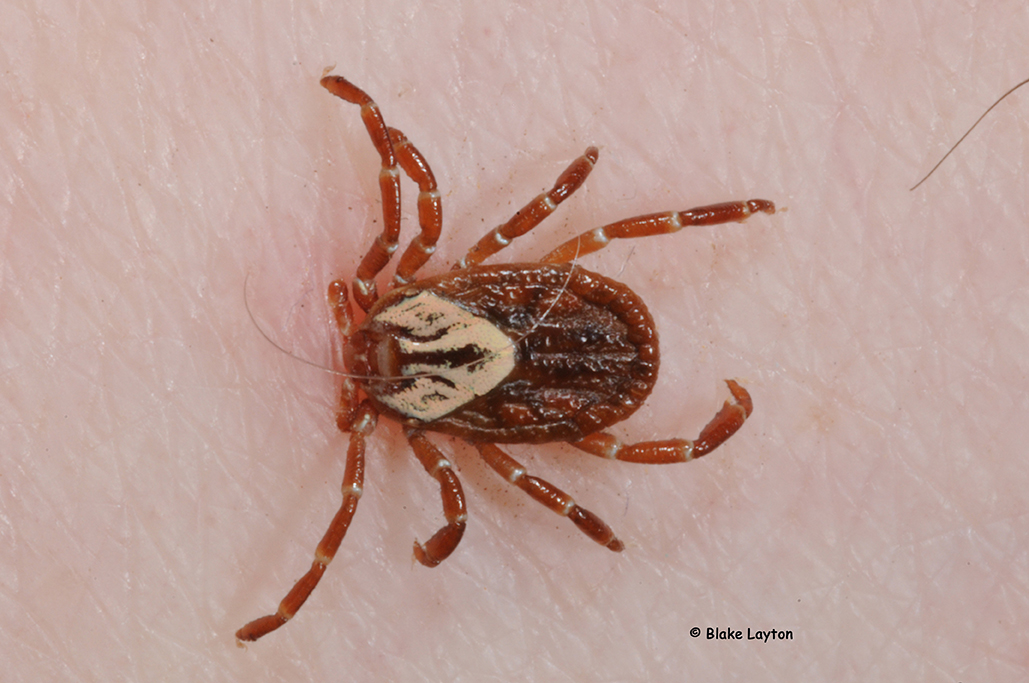 Gulf Coast tick on palm of hand.