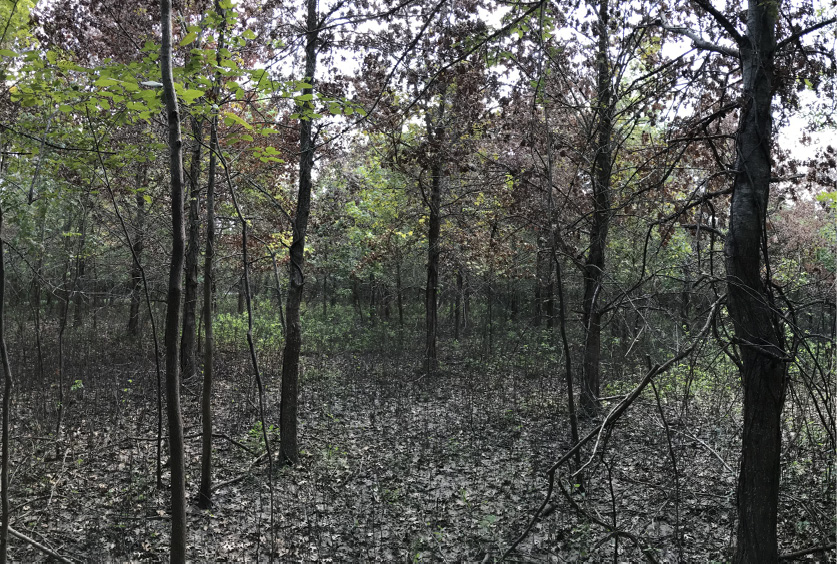 Very small Shumard oak trees.