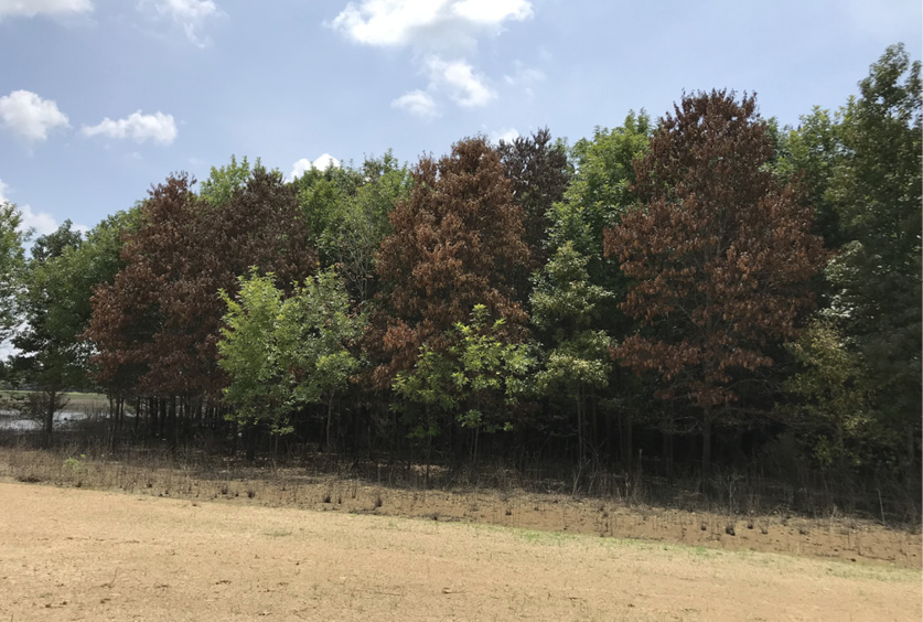 A hardwood stand next to bare dirt ground.