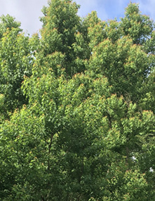 Large green trees.