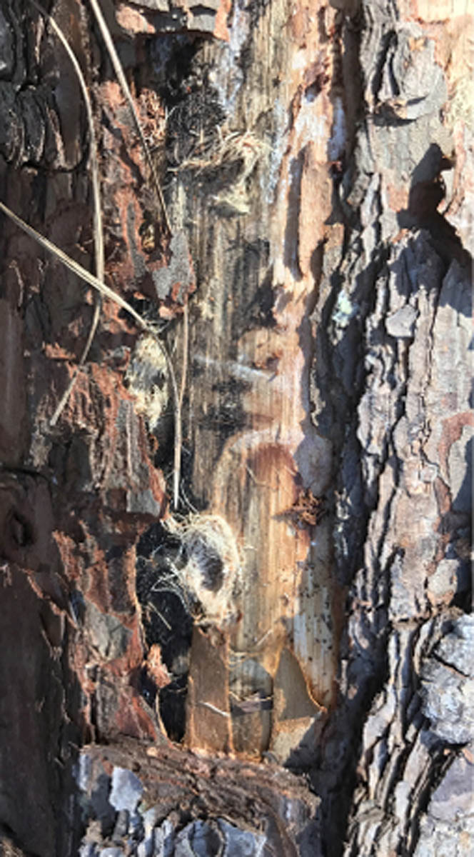 Close-up of a tree trunk with holes bored into it.