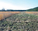 A strip of disked ground with tall, brown grasses on either side.