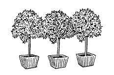 Line drawing of three identical potted small trees.