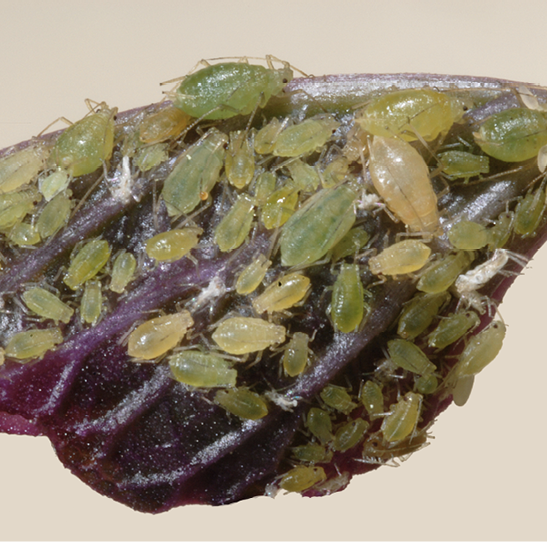 Aphids, or yellow green insects with round bodies, cover purple foliage.