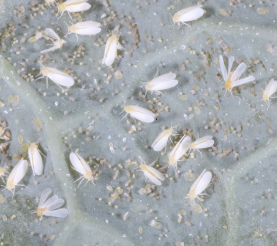 Whiteflies, small insects with yellow bodies and white wings, are pictured on pale green foliage.