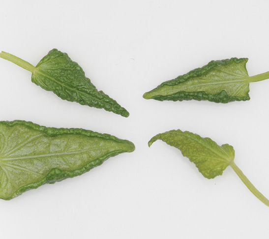 Broad mite damage on leaves results in curled edges.