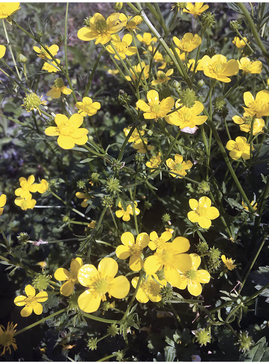 Close-up of a cluster of buttercup weeds with yellow flowers.