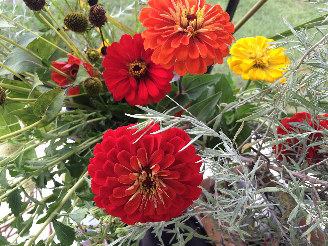 An arrangement of red zinnias and silver artemisia foliage.