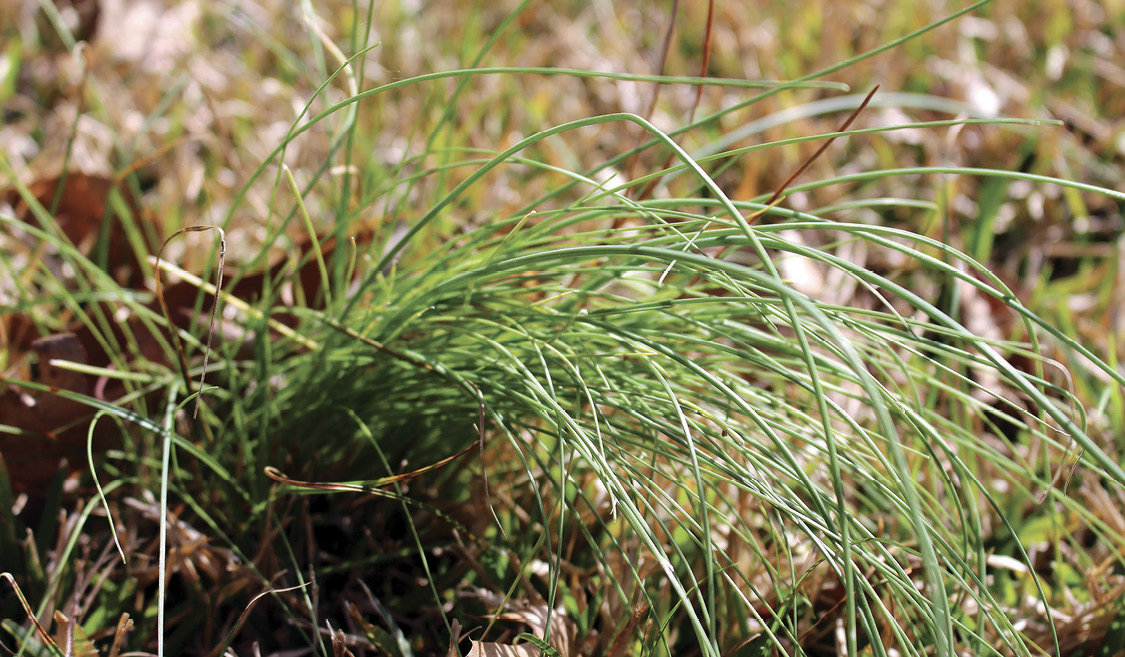 A close up photo of a wild garlic plant in a lawn. It looks like long, green grass.