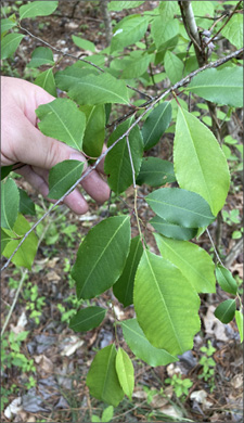 A hand holds a tree limb to better display the leaves on the branch.