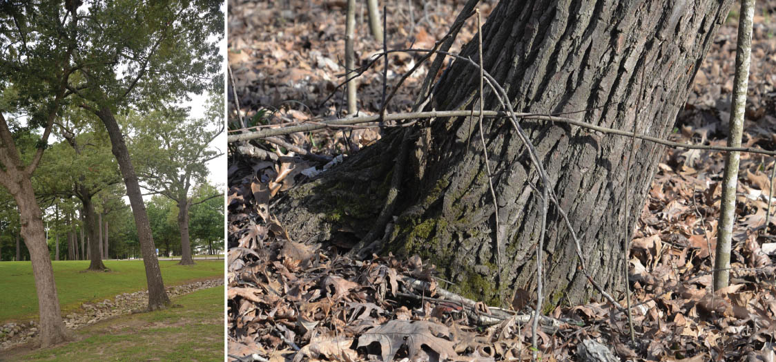 Leaning trees indicate a high risk of failure.