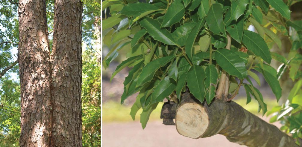 Some trees have trunks made of dominant stems fused together (left) and some trees start new branches from pruned areas.