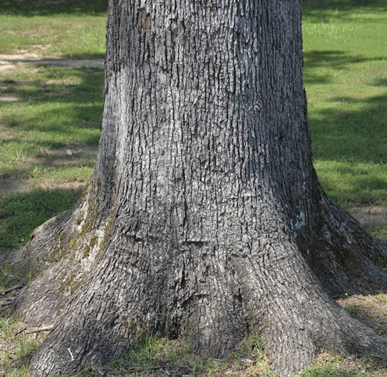 A close look at the roots of a healthy tree.