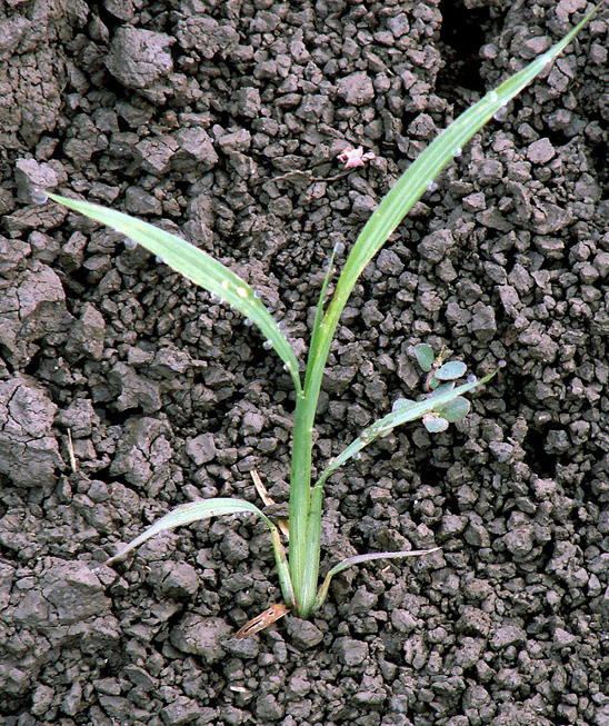 A sprig of young grass.