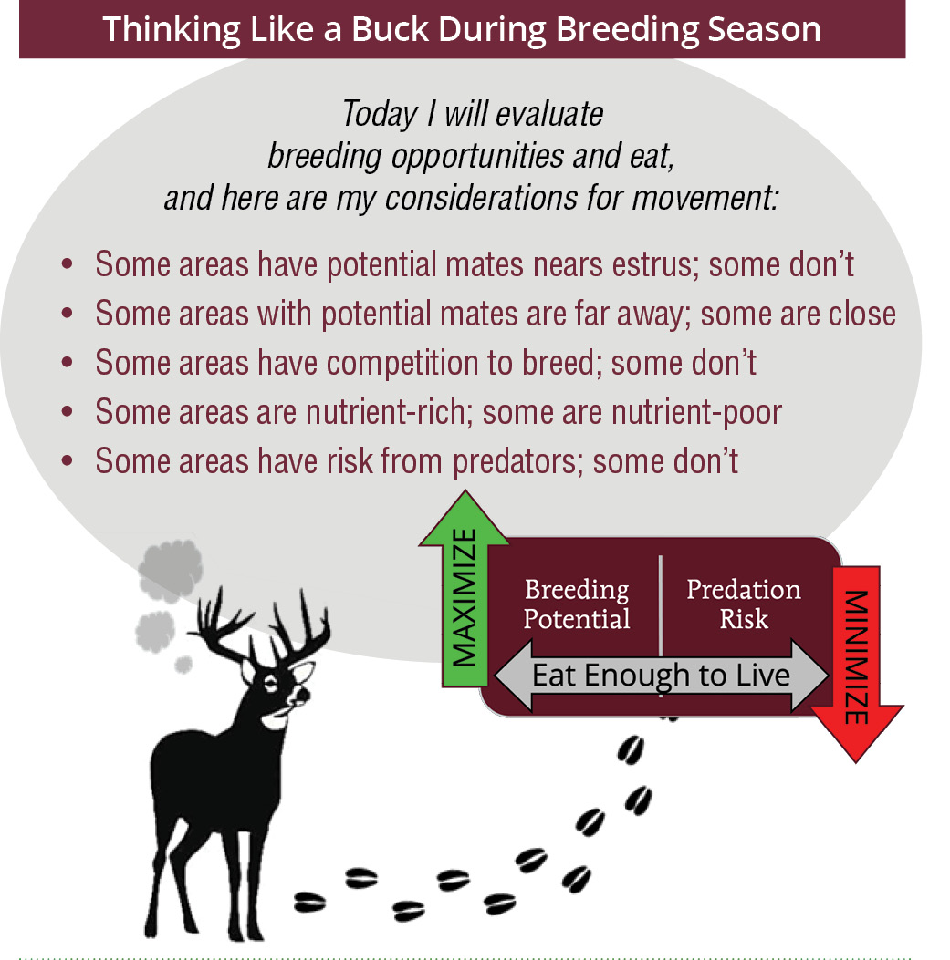 Thinking like a buck during breeding season. A deer is thinking, "Today I will evaluate breeding opportunities and eat, and here are my considerations for movement: Some areas have potential mates near estrus, and some don't. Some areas with potential mates are far away, and some are close. Some areas have competition to breed, and some don't. Some areas are nutrient-rich, and some are nutrient-poor. Some areas have risk from predators, and some don't." During the breeding season, bucks need to maximize breeding potential and minimize predation risk, while eating enough to live.