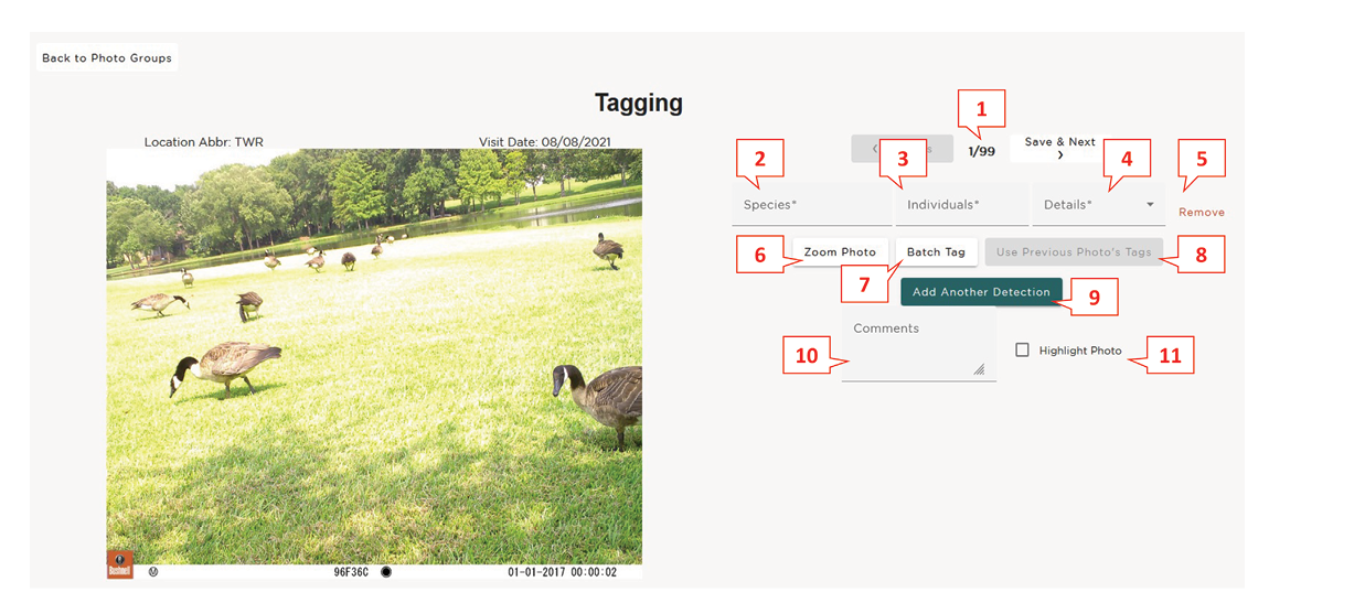 A tagging page shows a photo of geese grazing a yard near a pond and multiple callout boxes, each with a red number (1–11) for entries that need to be completed. The numbers are labeled photo number, species, individuals, details, remove, zoom photo, batch tag, use previous photo’s tags, add another detection, comments, and highlight photo.