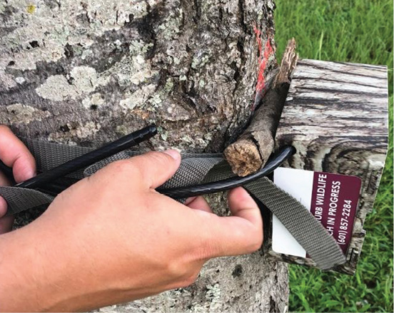 Hands carefully adjust gray straps and black cable cords secured to a trail camera that is affixed to a small tree trunk. A piece of a small branch rests between the trunk and the camera.