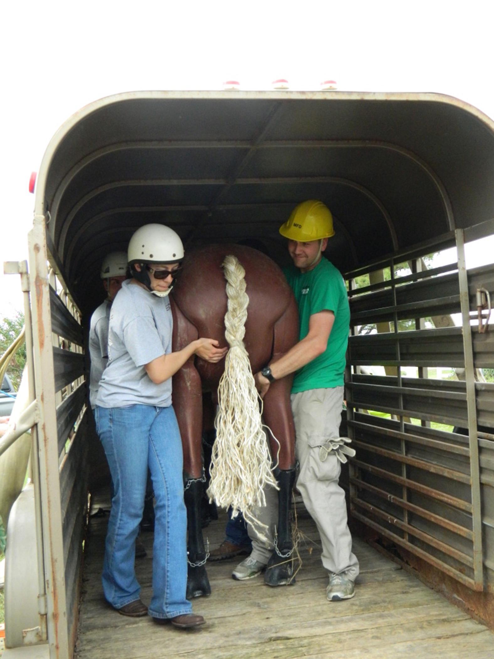 Mississippi State University's College of Veterinary Medicine students Samantha Vitale and Jason Collins are part of a team using a mannequin to learn how to remove a horse from a trailer during a Technical Large Animal Emergency Response class on Sept. 28, 2012, in Verona, Miss. (Photo by MSU College of Veterinary Medicine/Dr. Carla Huston)