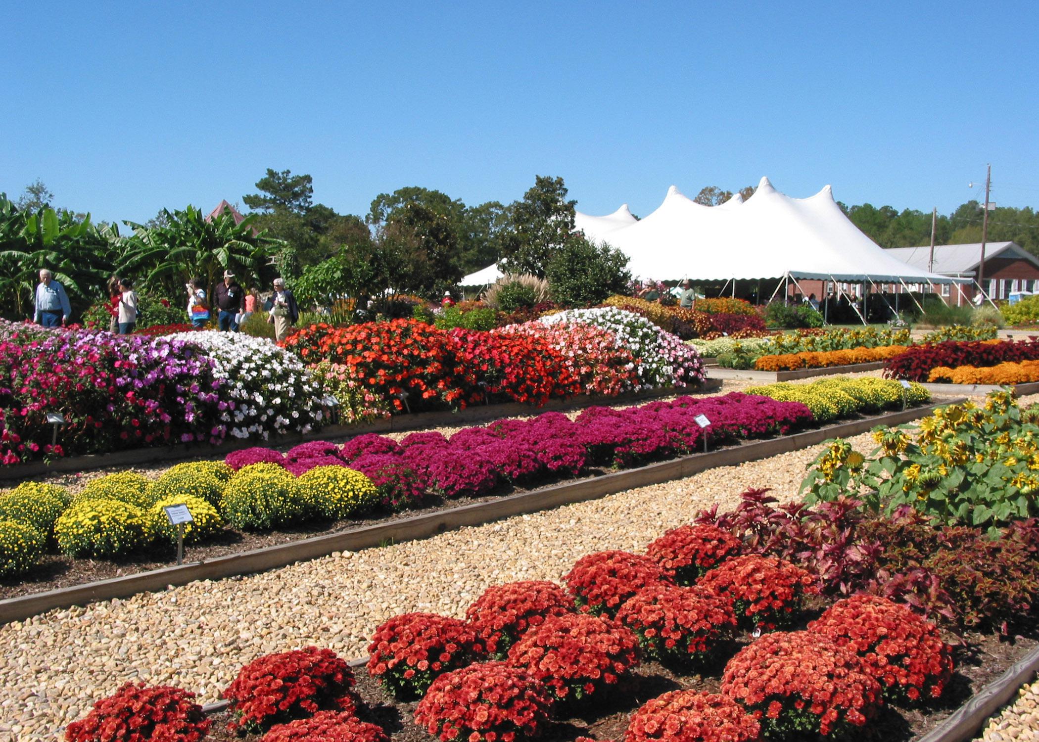 Visitors to the Fall Flower and Garden Fest at the Truck Crops Branch Experiment Station in Crystal Springs can see how dozens of flower varieties performed through a Mississippi summer. (Photo by Mississippi Agricultural and Forestry Experiment Station/Guihong Bi)