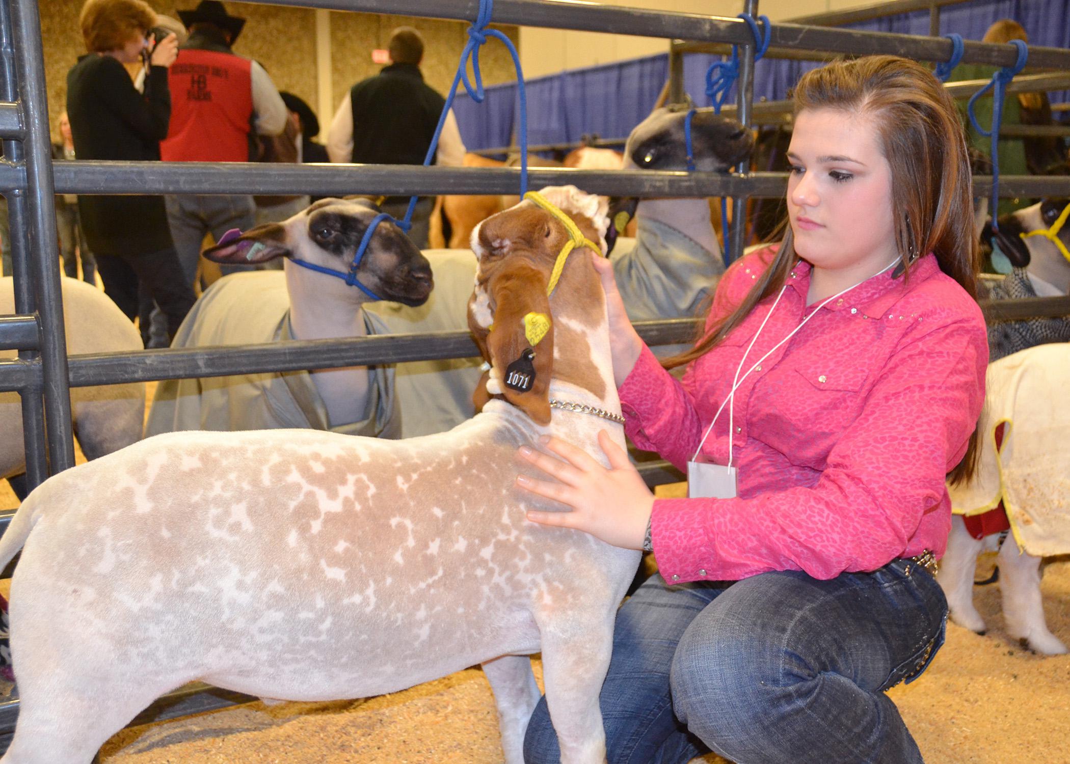 Calhoun County 4-H member Mikayla Shelton prepares her Mississippi-bred grand champion light heavyweight goat, Ready Or Not, for his turn in the show ring at the Dixie National Sale of Champions Feb. 6 in Jackson. The 44 market goats, lambs, steers and hogs brought a preliminary total of $369,150, setting a new record. (Photo by MSU Ag Communications/Susan Collins-Smith)