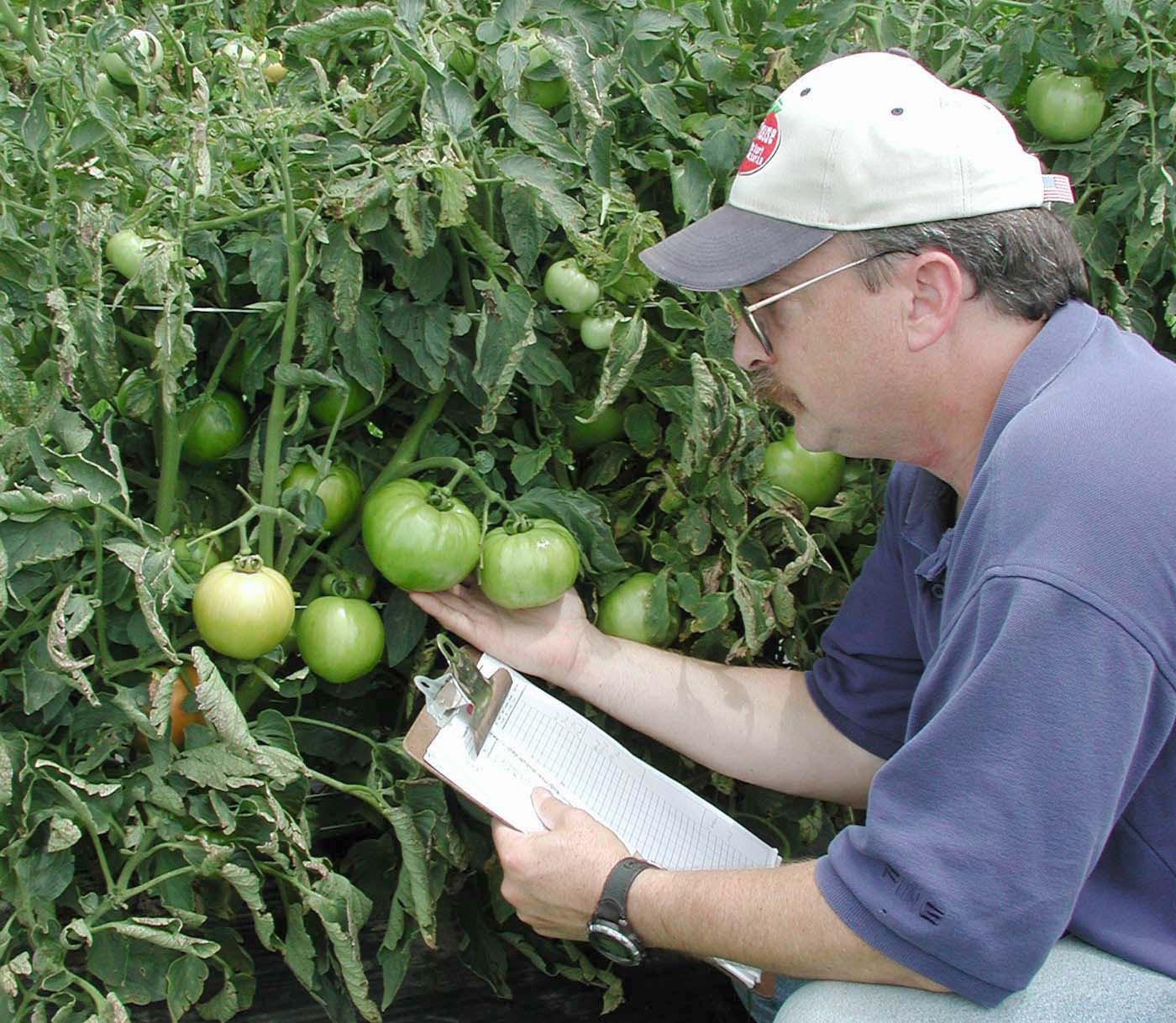 Rick Snyder, Mississippi State University research and Extension horticulturist, examines a tomato plant for signs of disease after a rain at the Truck Crops Branch Experiment Station in Crystal Springs, Miss.