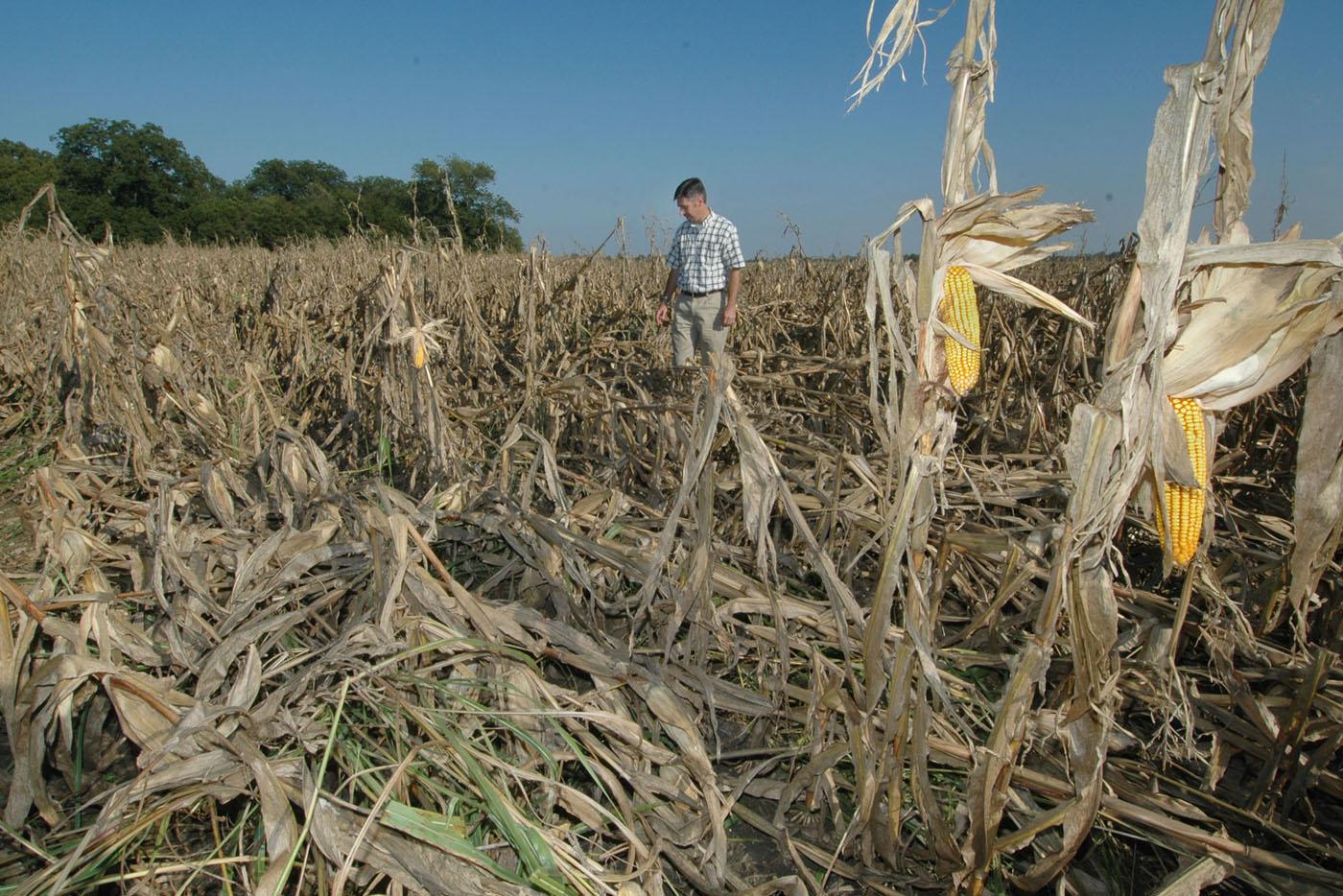 Erick Larson, grain crops specialist with Mississippi State University's Extension Service, surveys wind damage in this Monroe County field on September 1. Among Mississippi's row crops, corn may have suffered the most damage from Hurricane Katrina's winds with yields being reduced by up to 20 percent. Trying to harvest the downed corn will take growers up to five times longer, using up precious fuel and time.