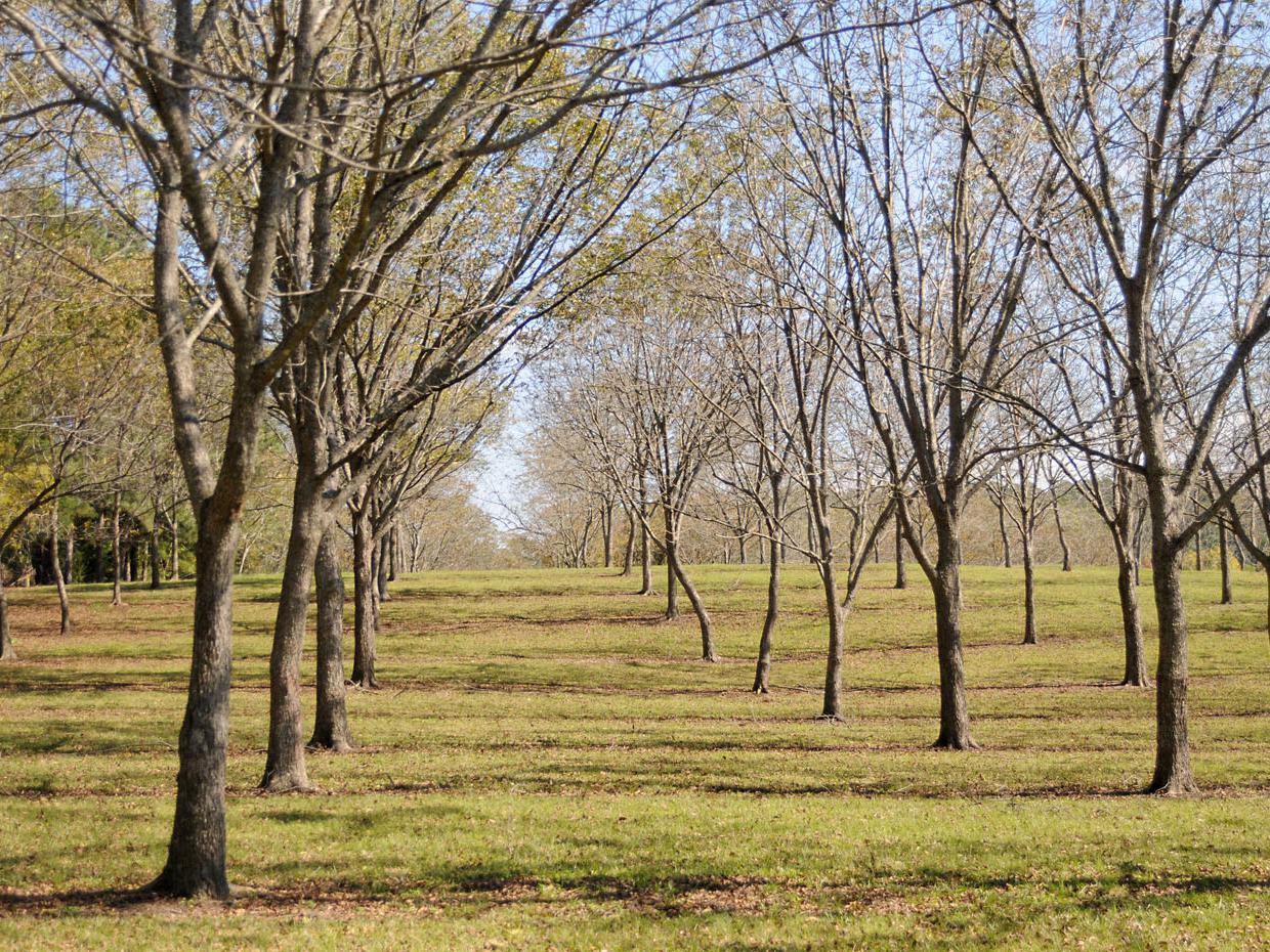 Many pecan producers, such as Peeples Pecan Orchard in Starkville, are waiting for rains to let up enough for them to harvest in earnest. Mississippi pecan growers are anticipating a better than average crop of more than 2 million pounds. (Photo by Kat Lawrence)