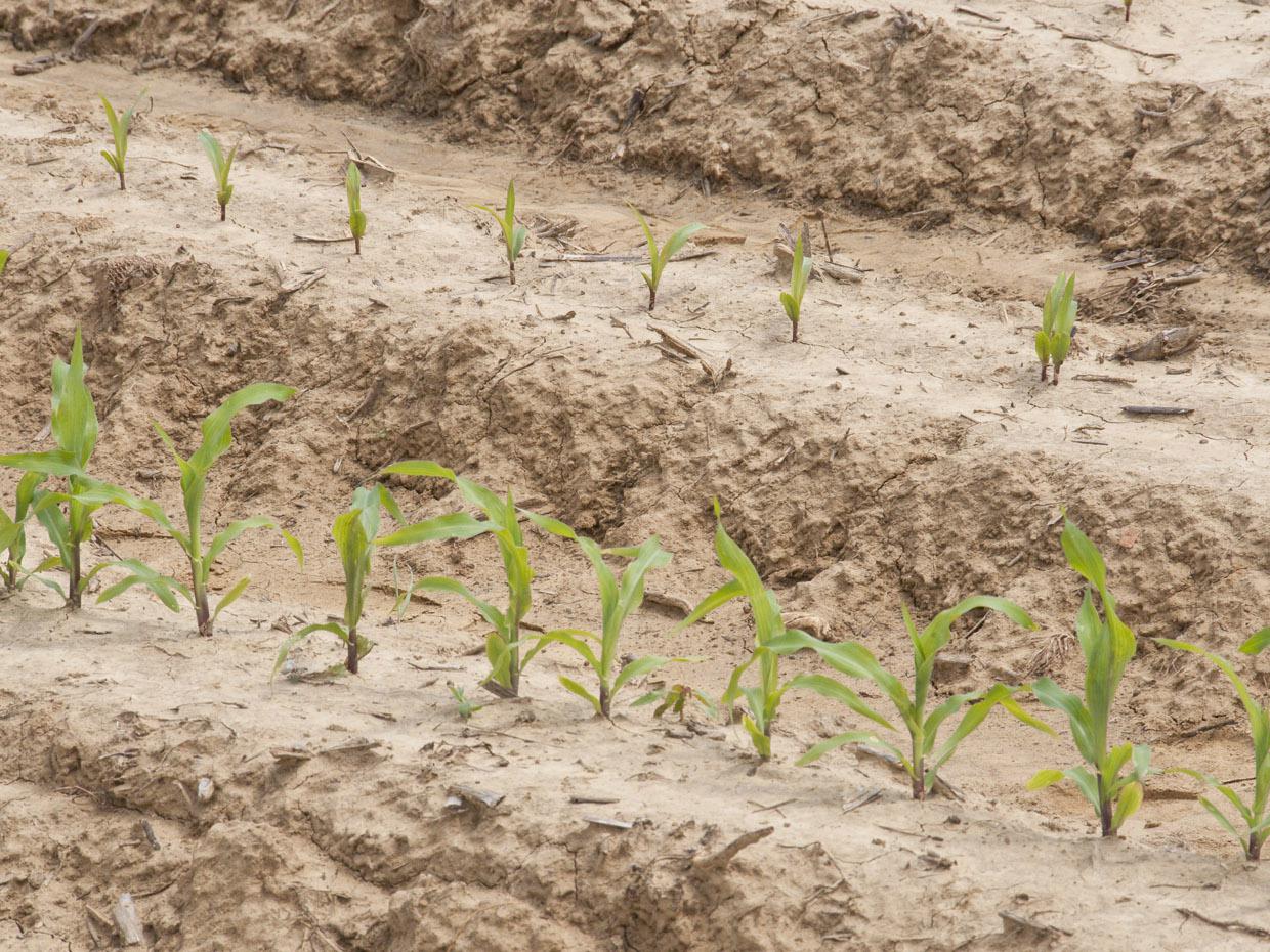 Warm temperatures starting in February allowed Mississippi's corn crop to get an early start, and 90 percent of planned acreage was in the ground by mid-April. (Photo by Scott Corey)