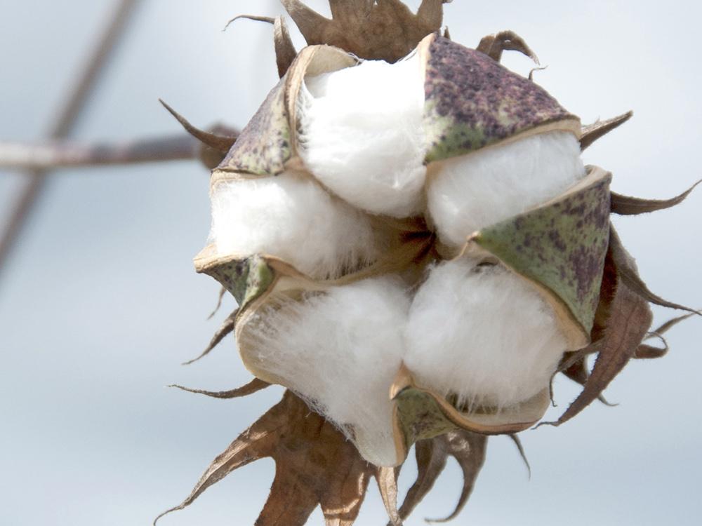 Warm spring weather allowed growers to get into the field early, and Mississippi's 2012 cotton crop is off to an early start. (Photo by MSU Ag Communications/Kat Lawrence)