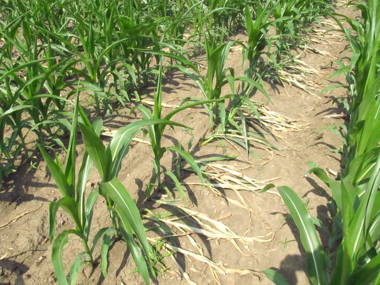 High winds, such as the ones that accompanied recent severe weather, can snap young corn stalks in two. These plants on Mississippi State University's R.R. Foil Research Center near Starkville experienced greensnap from a June 1 storm but were rebounding by June 6, when the photo was taken. (Photo by MSU Extension Service/Erick Larson)