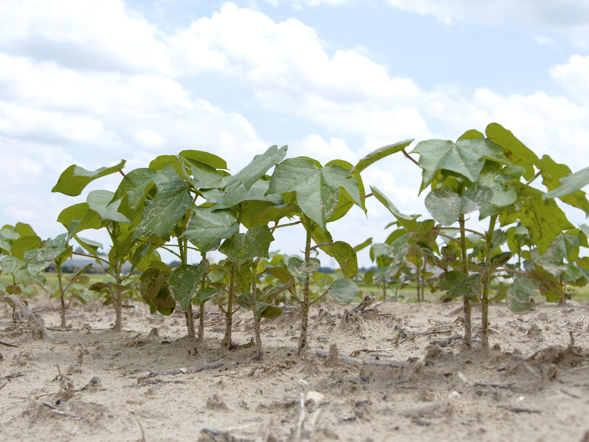 Cotton, such as these plants growing June 4, 2013, on Mississippi State University's R.R. Foil Plant Science Research Facility, is off to a late start in Mississippi. Since Memorial Day, Mississippi growers more than doubled the acreage they had been able to plant in the previous weeks. (Photo by MSU Ag Communications/Kat Lawrence)