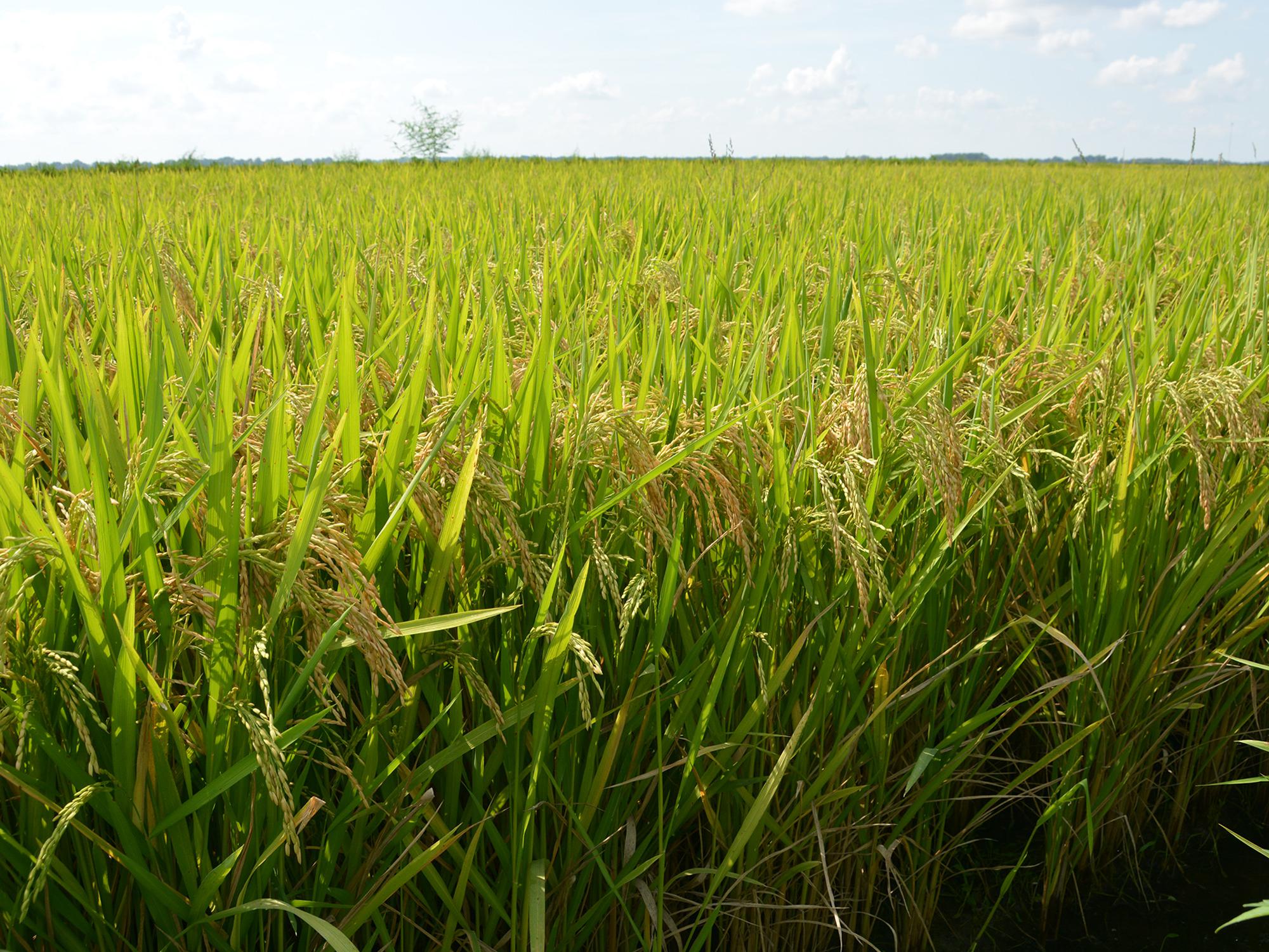 Rice in this Sunflower County field is nearing harvest on Sept. 3, 2014. Mississippi rice producers had harvested just 5 percent of the crop as of Aug. 29, but early signs indicate a good harvest. (Photo by MSU Ag Communications/Linda Breazeale)