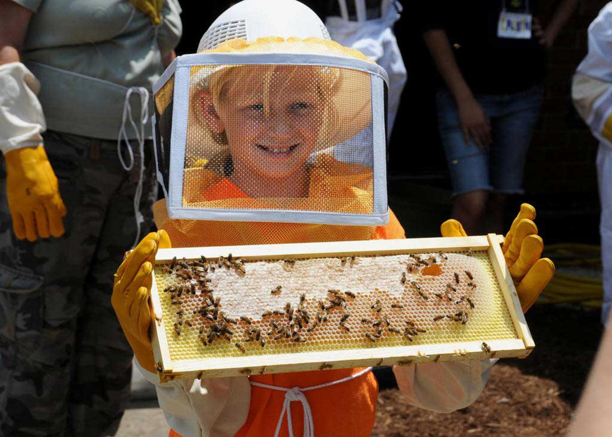 Beekeeping is a popular activity in Mississippi. The state has 12 full-time commercial beekeepers, 35 part-time honey producers and several hundred hobbyists. (Photo by MSU Extension Service/File Photo)