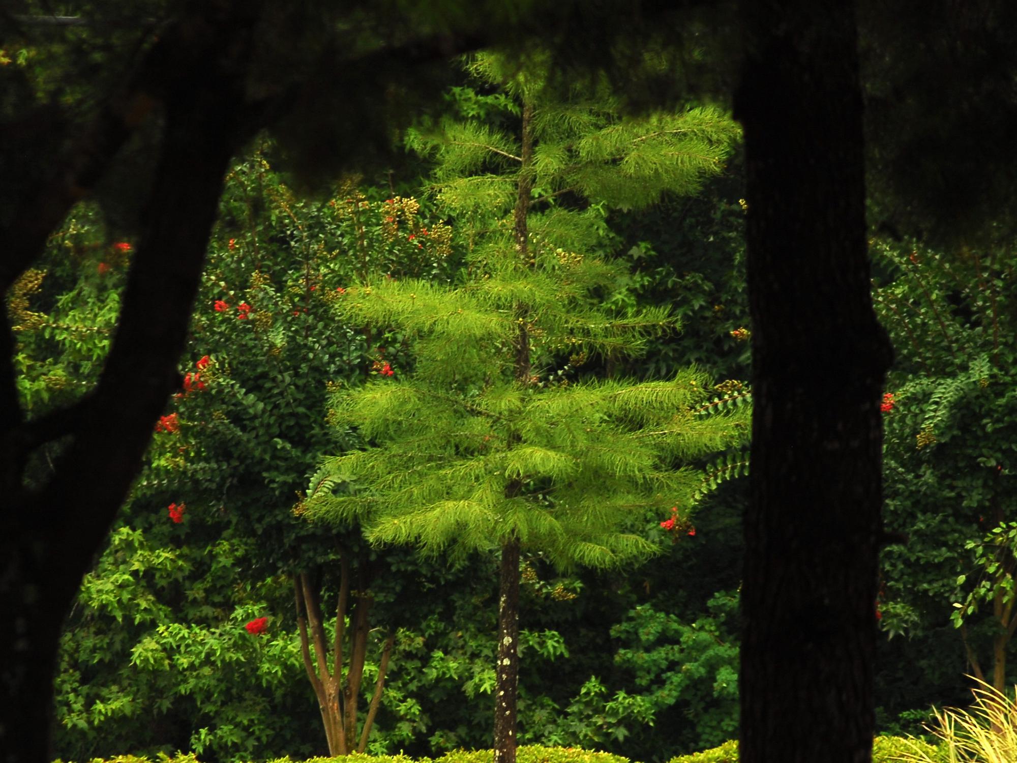 A small tree grows in the shadow of a mature tree.