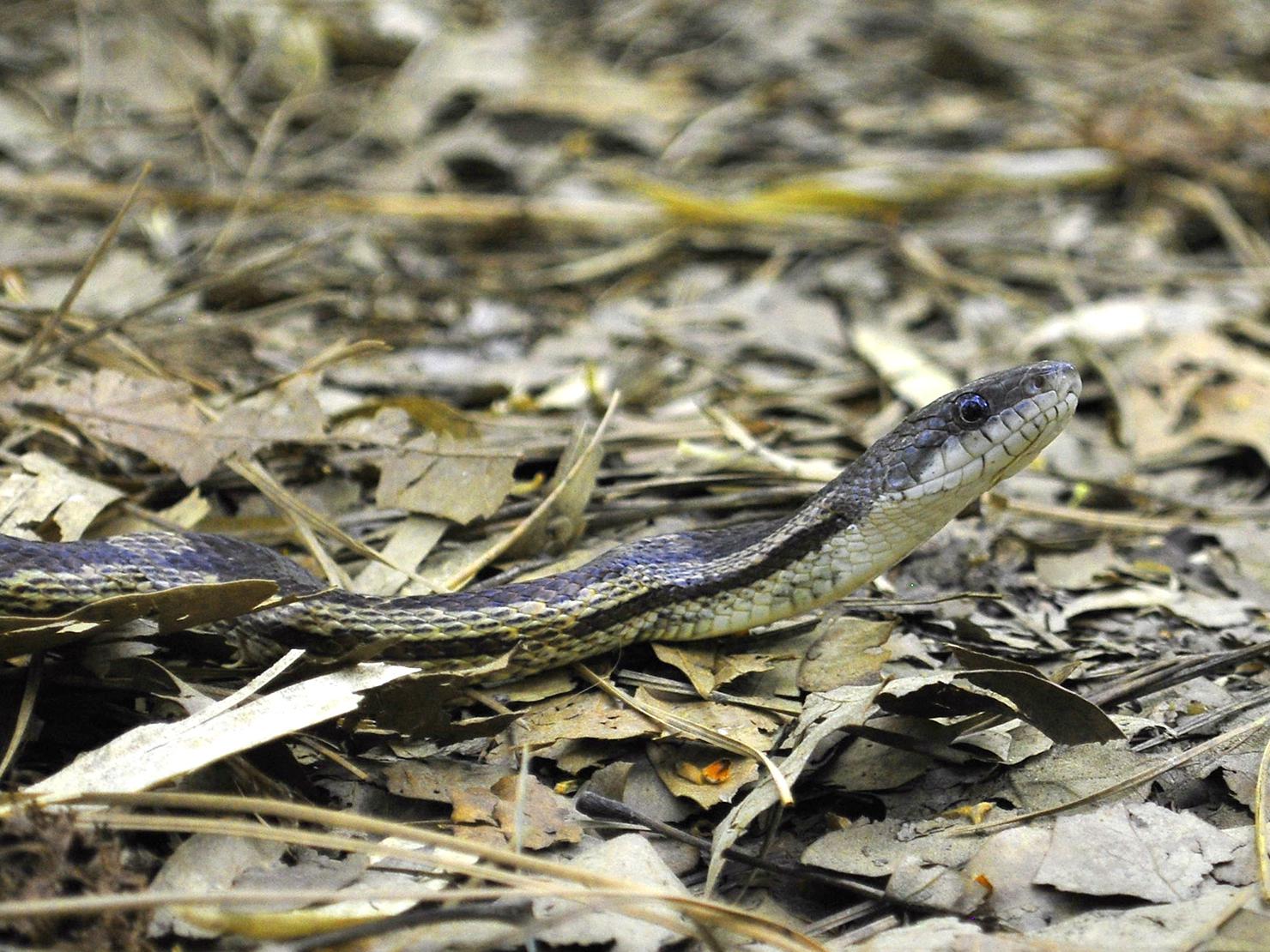 Grey rat snakes, such as this one, are commonly seen here in Mississippi. They are not venomous and generally would prefer to be left alone. (Photo by MSU Extension Service/Evan O’Donnell)