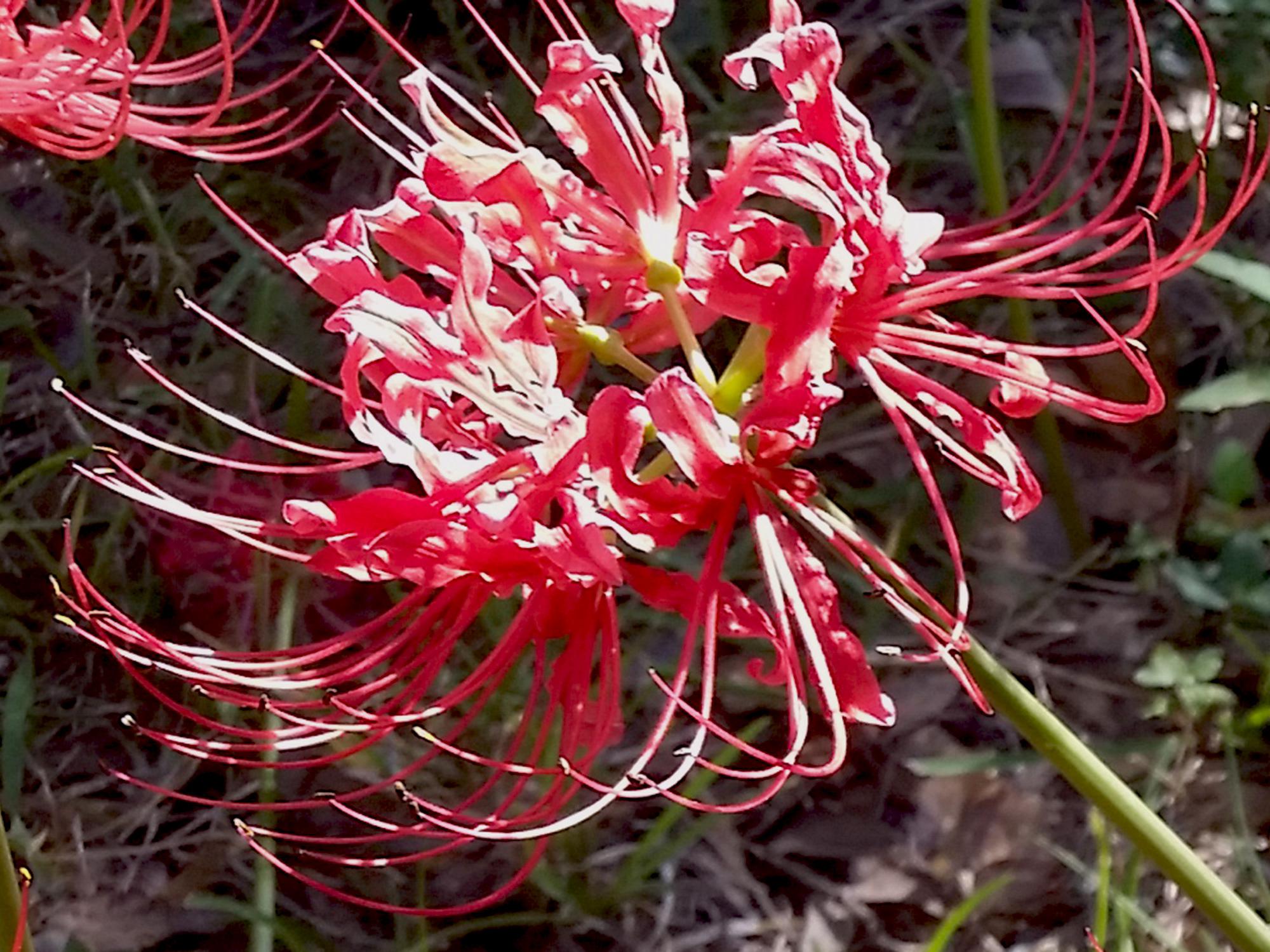 A Lycoris, pink/red flower with no foliage, better known as the spider lily or naked lady. 