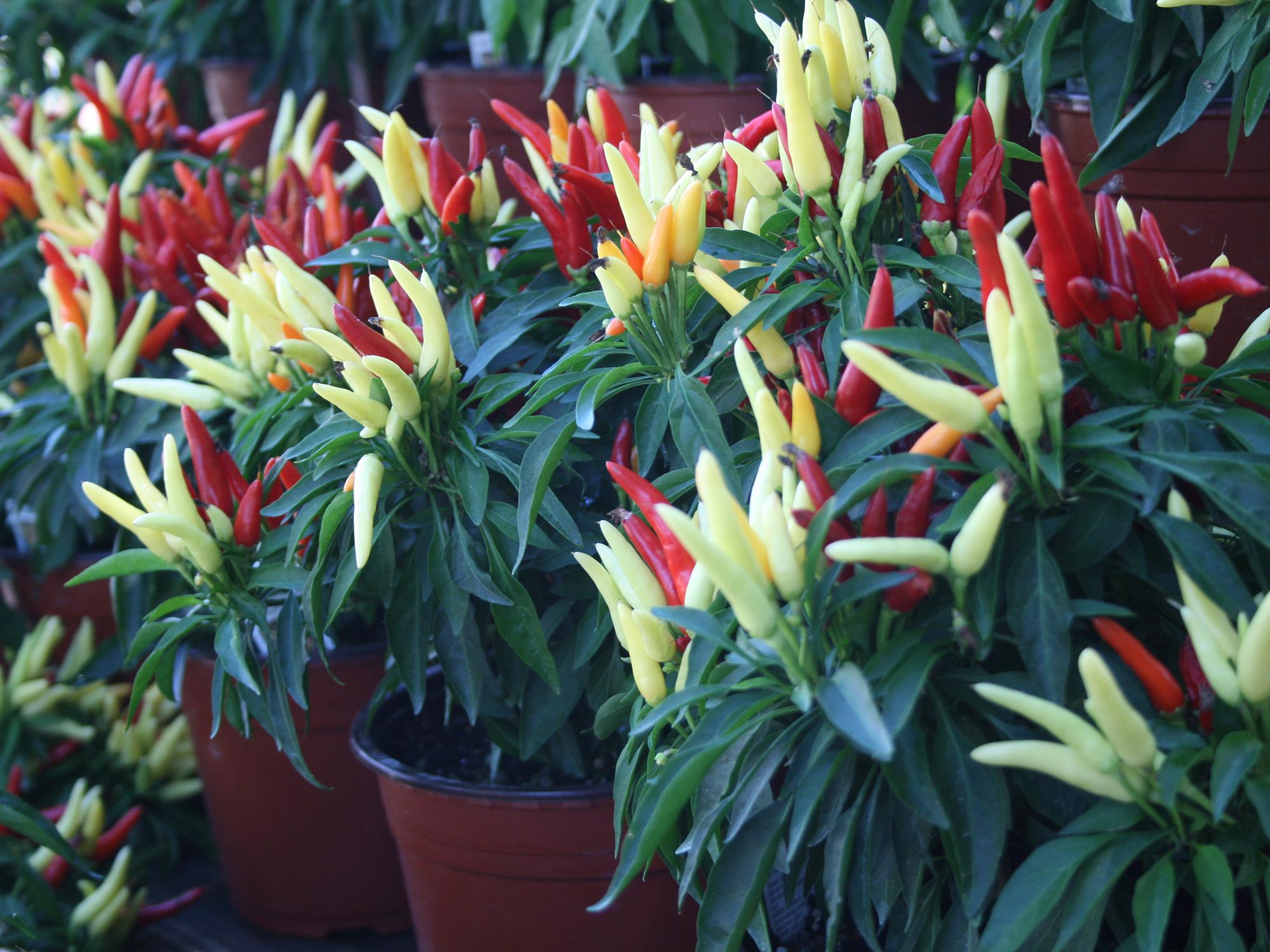 Red, green, and yellow pods on a Chilly Chili plant, a colorful pod producer without the heat. 