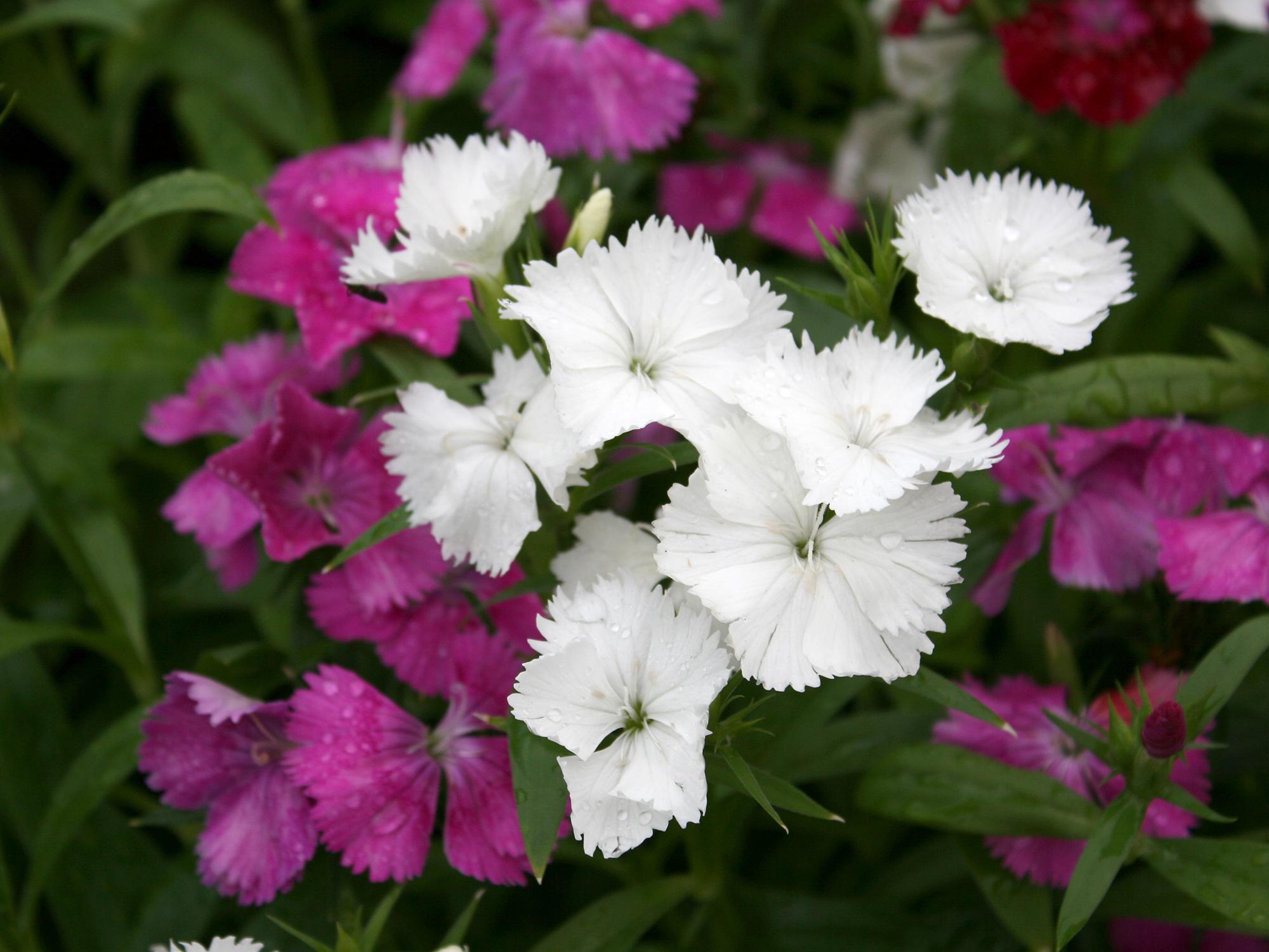 A close-up of white and pink dianthus blooms.