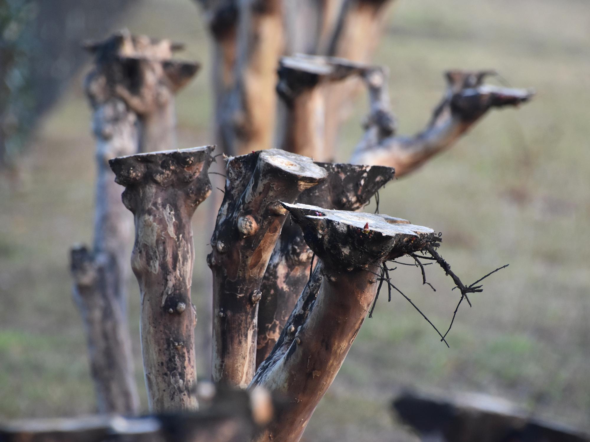 This crape myrtle shows the smooth tops of crape myrtles that have been sliced through knobby ends.