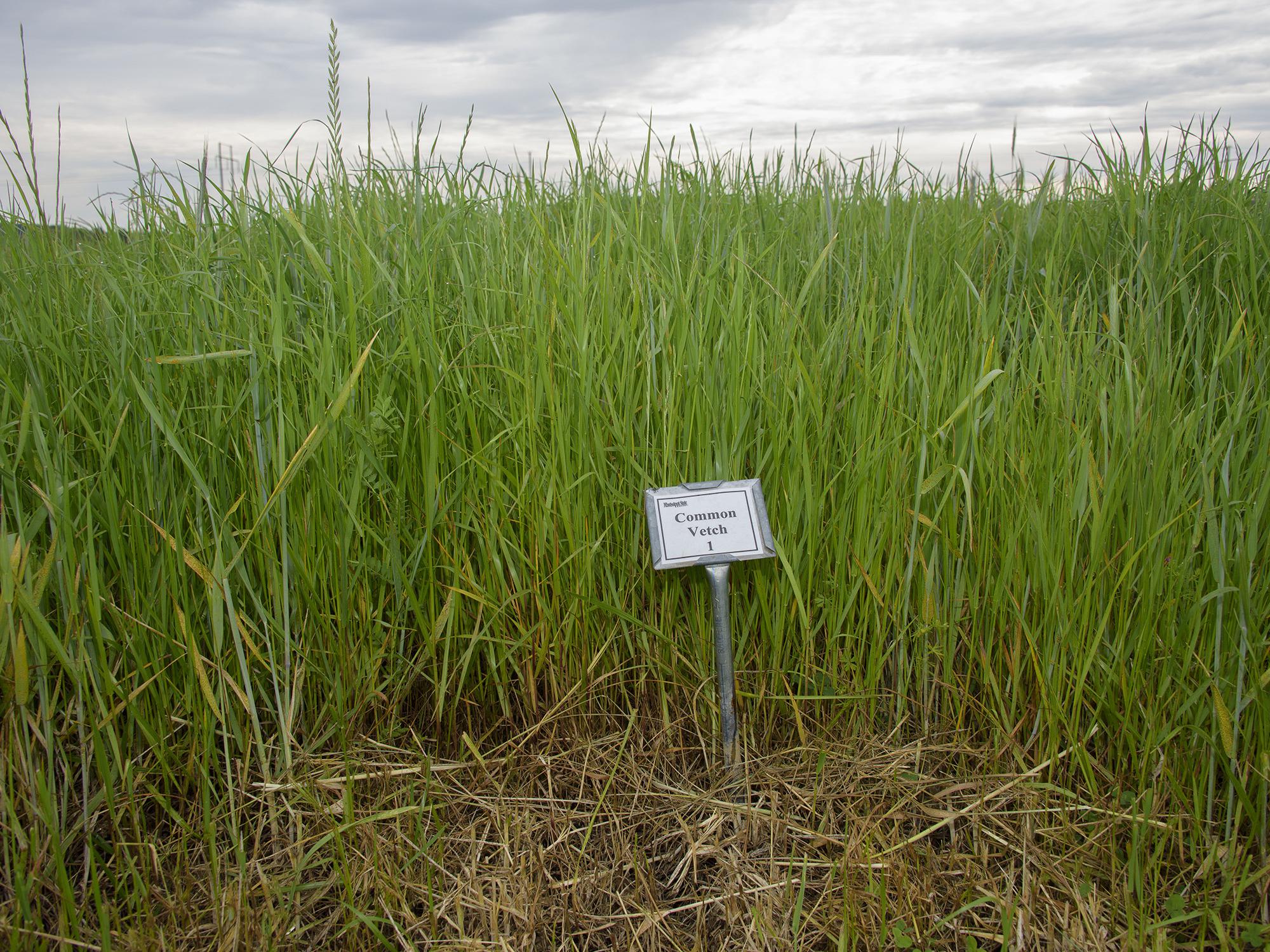 A marker stating “Common Vetch” stands in a section of tall green grass.