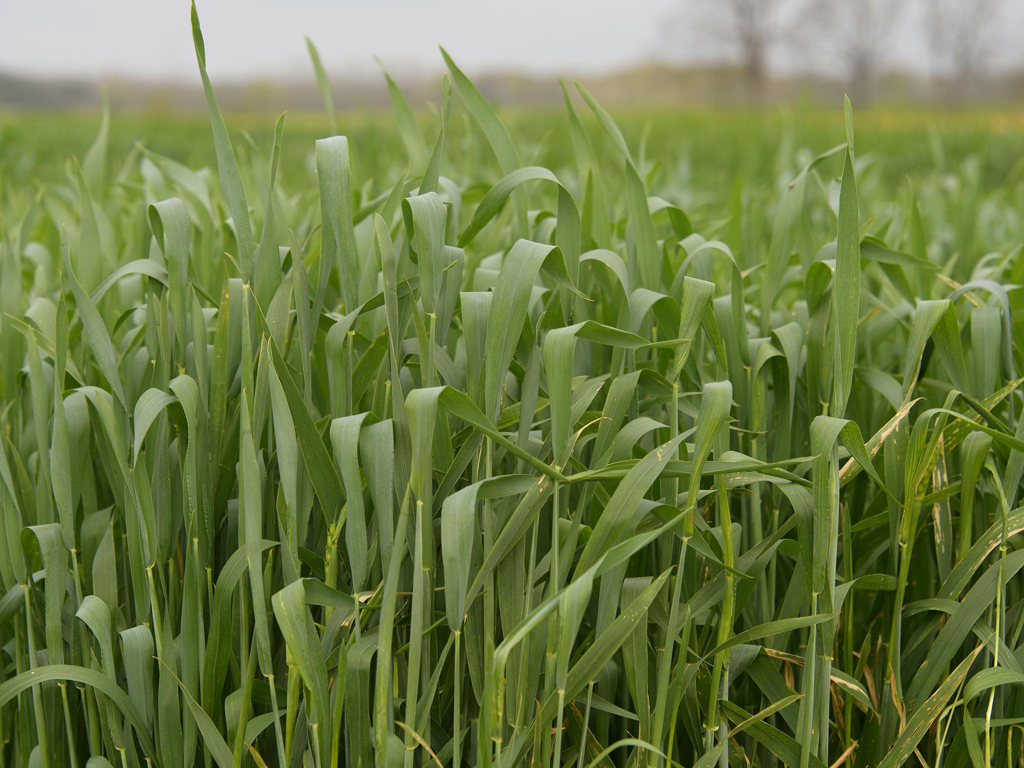 Green wheat plants emerge from the ground.