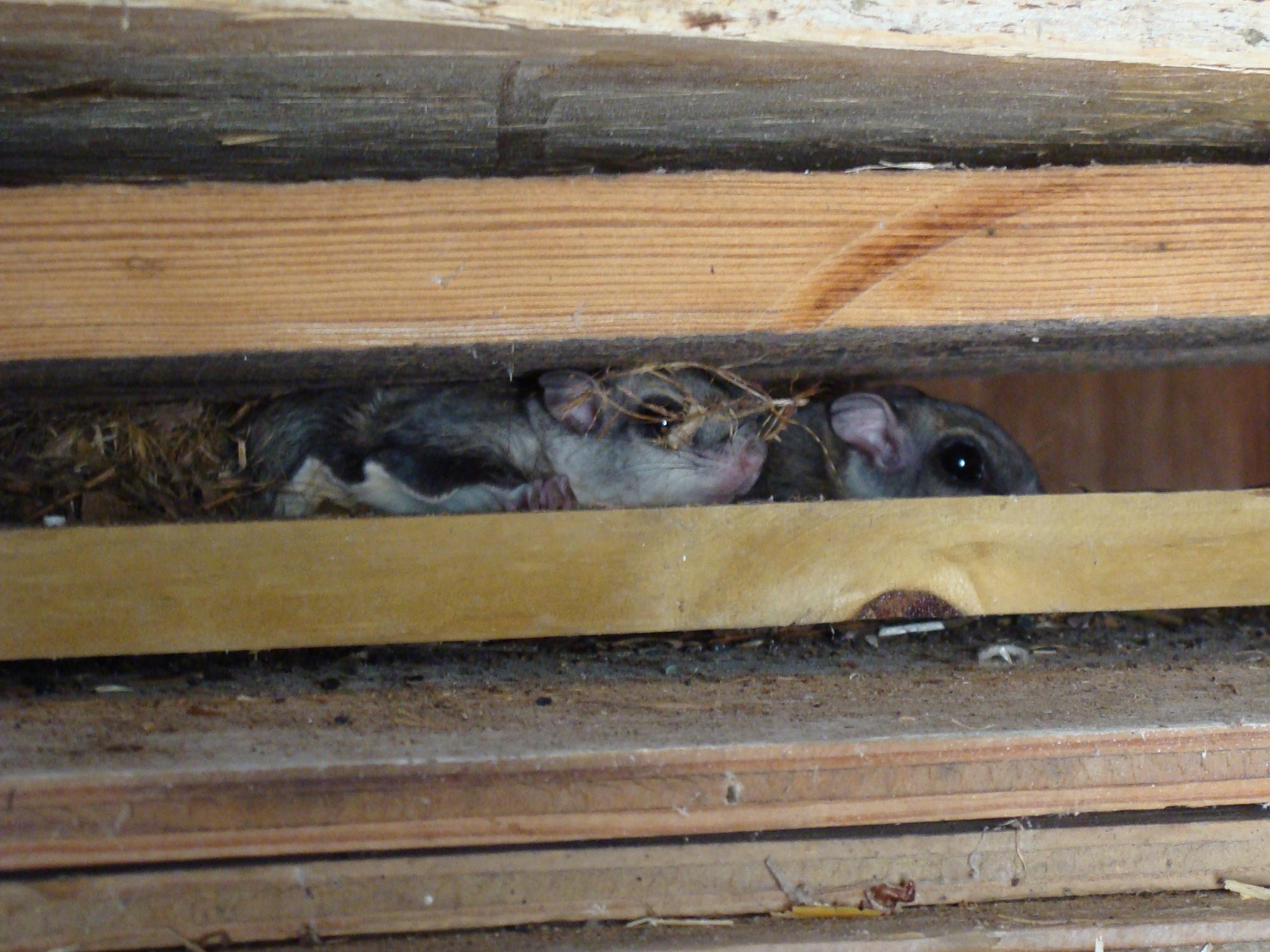 Two small gray squirrels peak out between wooden slats with nesting material behind them.