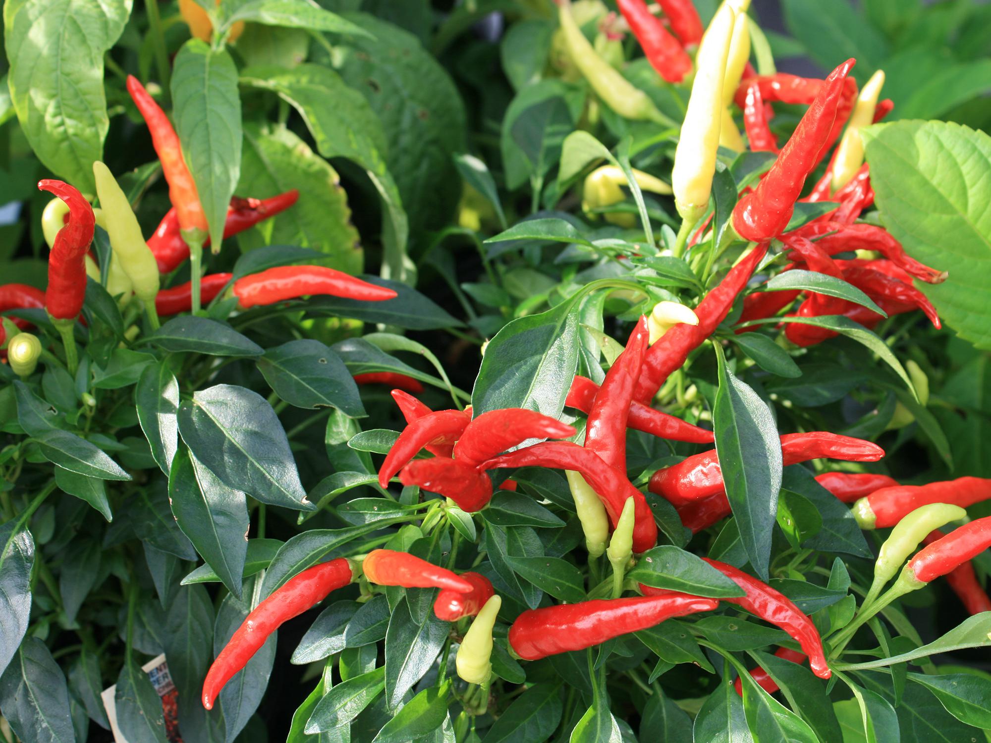 Several red pepper and a few yellow ones rise above green foliage.