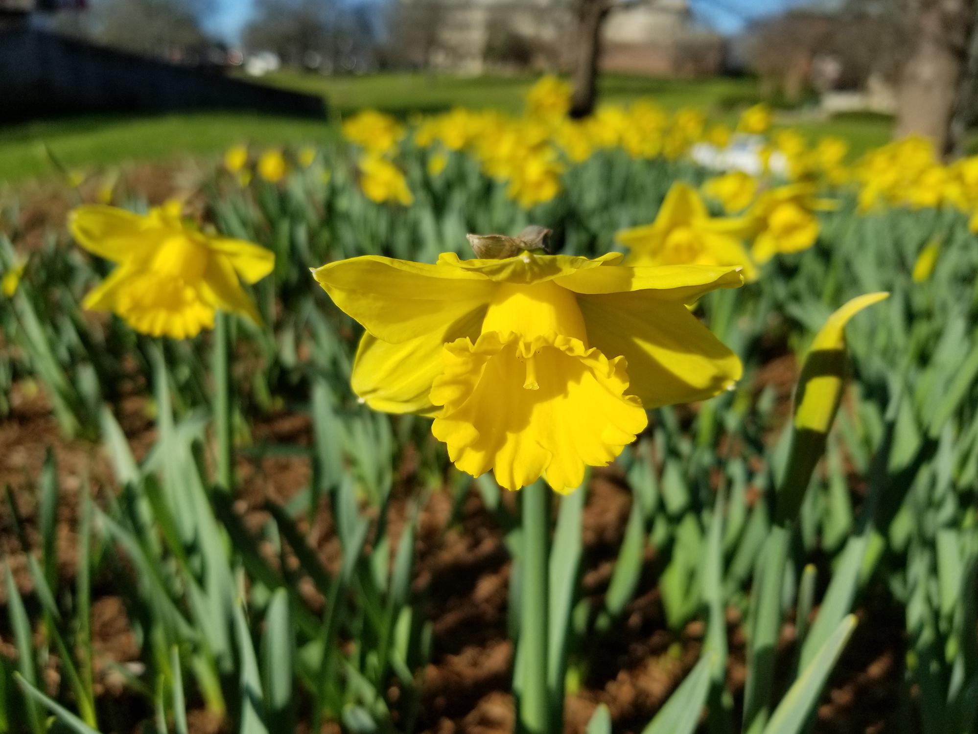 A blooming, yellow daffodil in focus in the foreground with a large cluster of other daffodils behind it out of focus.